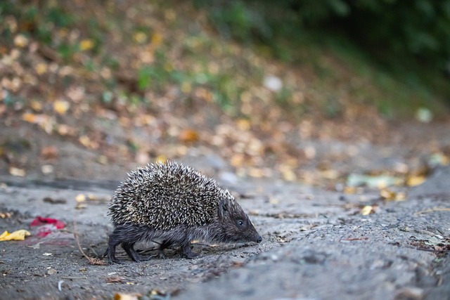 解跑步的意 解跑步的意